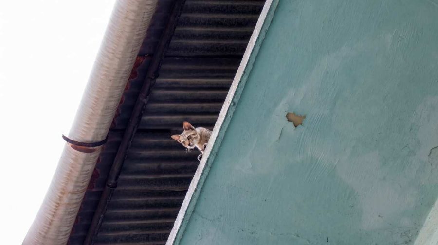 cat-trapped