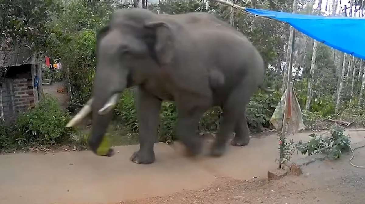 വയനാട് മൂടക്കൊല്ലിയിൽ കാട്ടാന ശല്യം രൂക്ഷം; കർഷകർ ദുരിതത്തിൽ