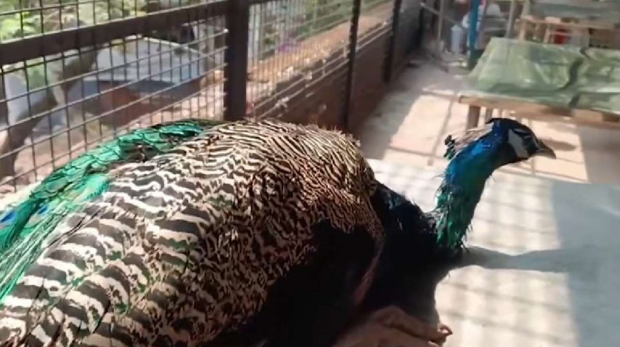 peacock