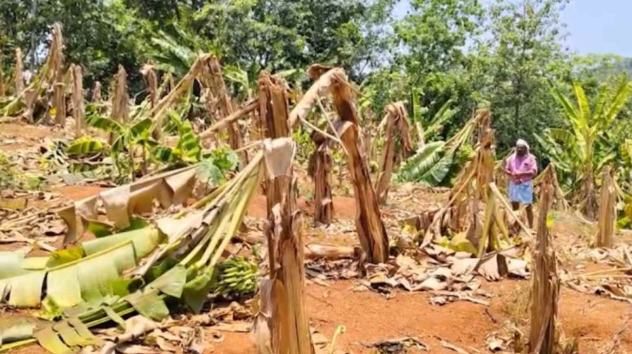 banana-plant