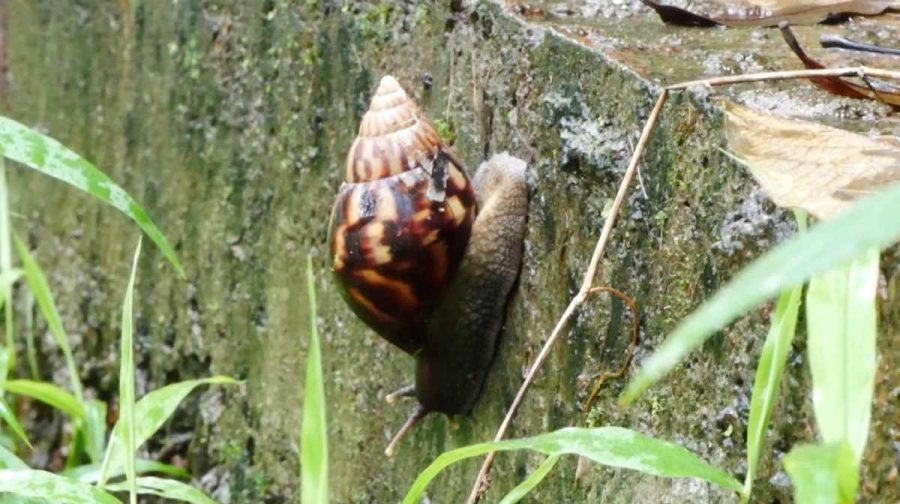 snail