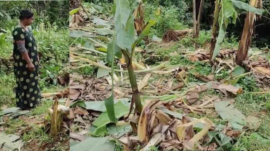 aralamkattana