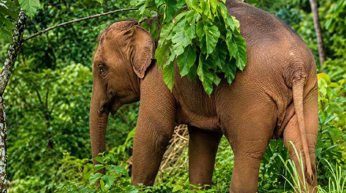 elephant-aralam
