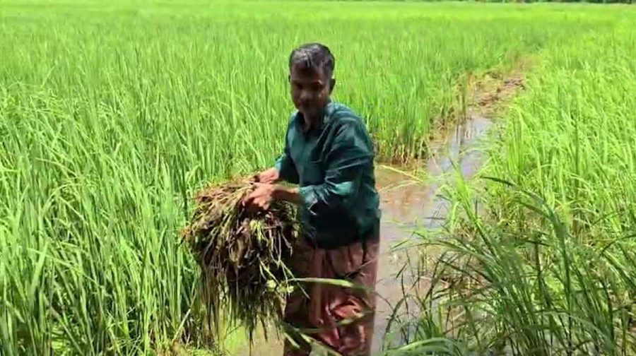 krishnan-farmer