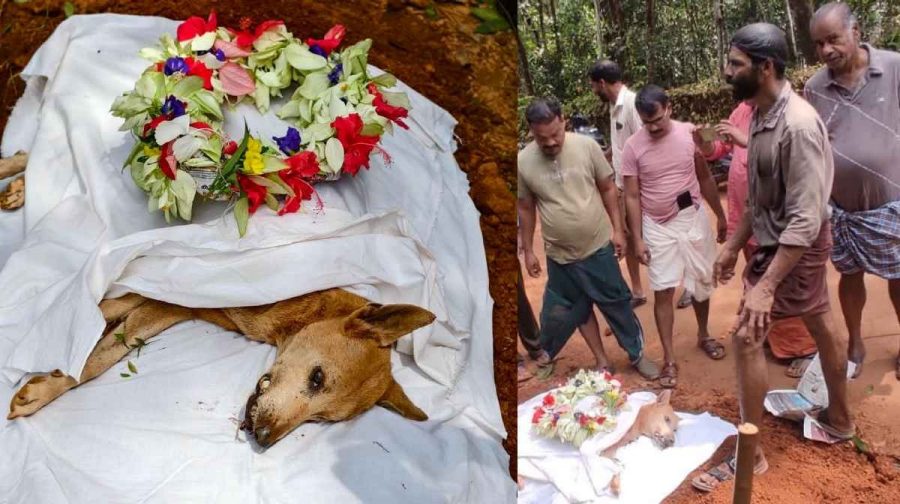 soniya-dog-kannur