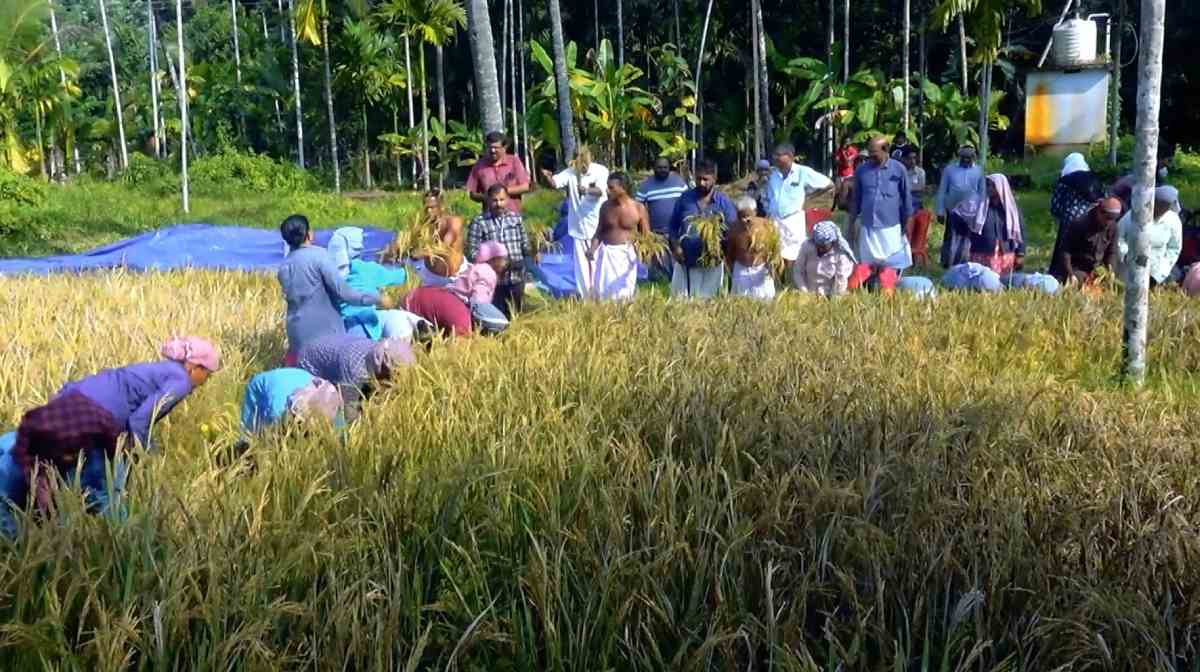 farming-perumkaliyattam