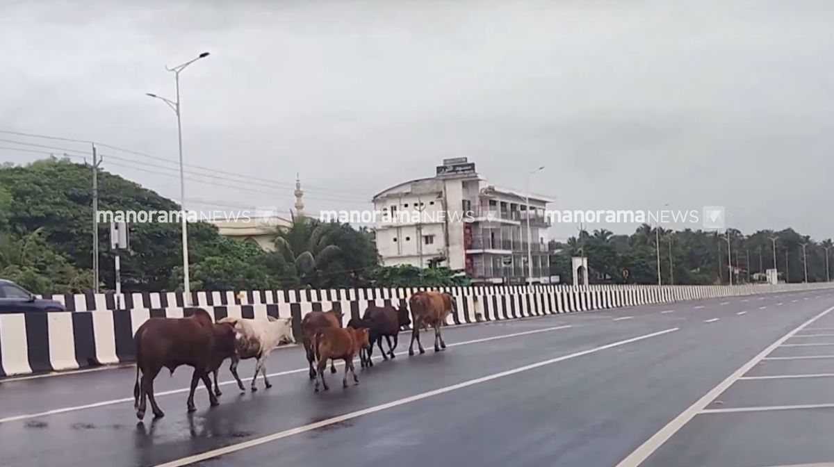 cow-nh66-manjeswaram