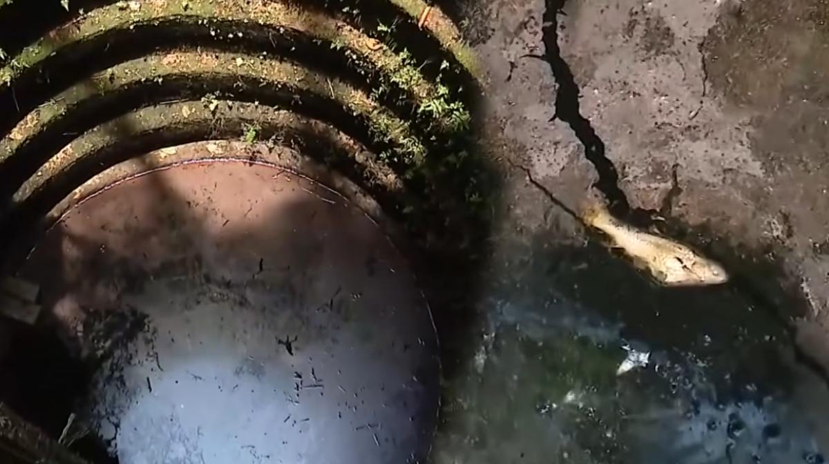 pollution