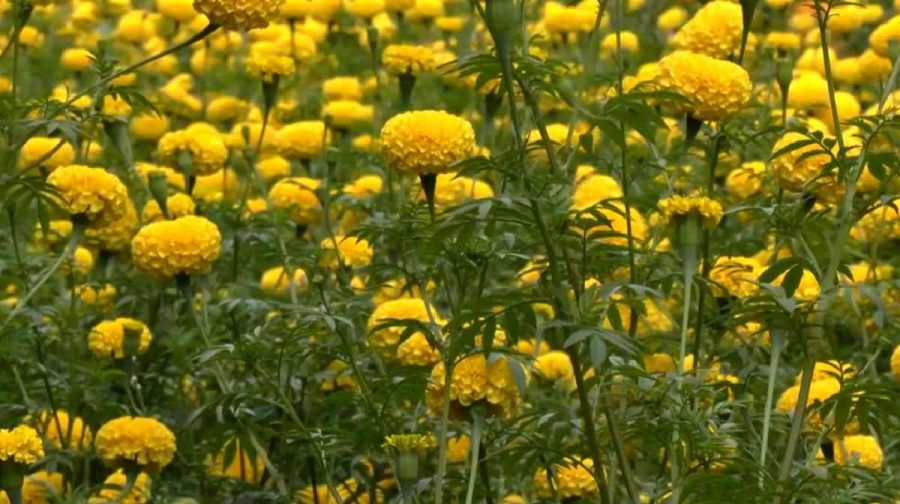 marigold-farm