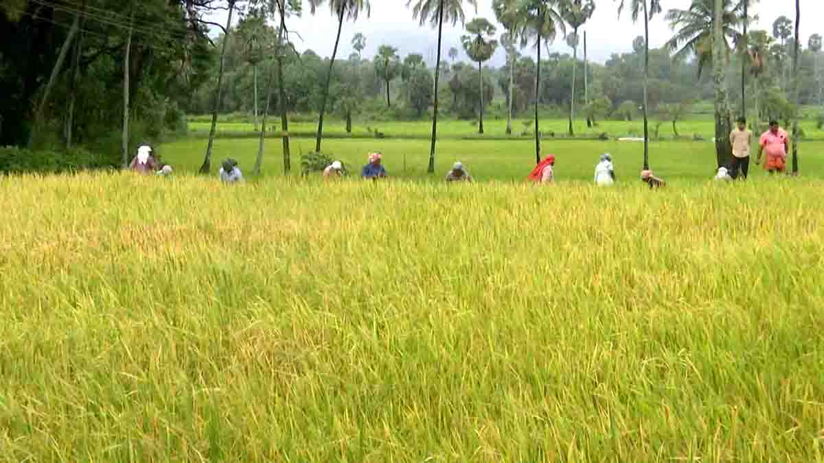 palakkad-farmer