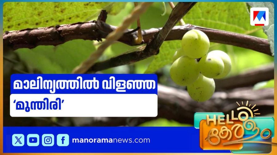 palakkad-grape