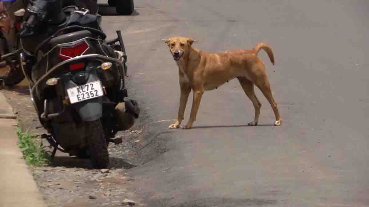 straydogattac-