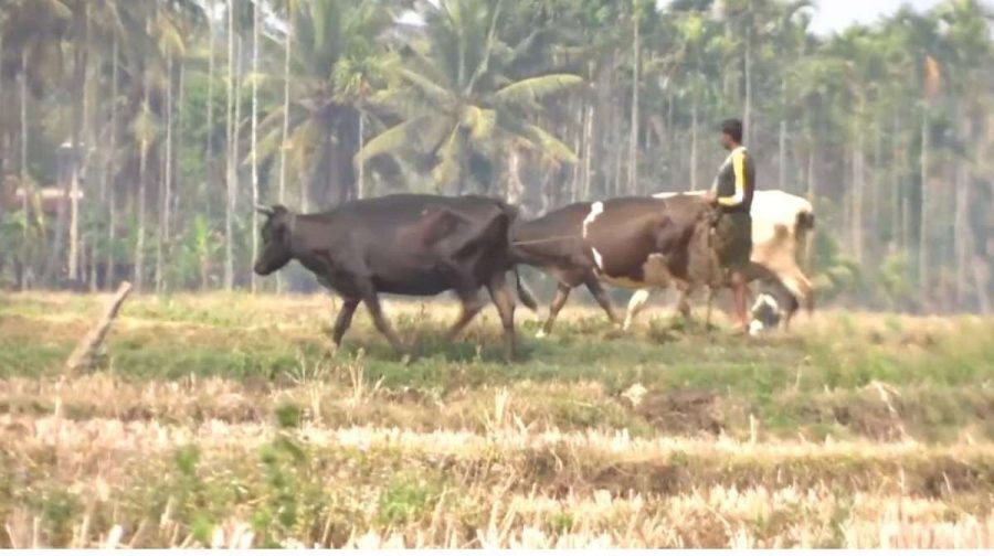 farmer-kabani
