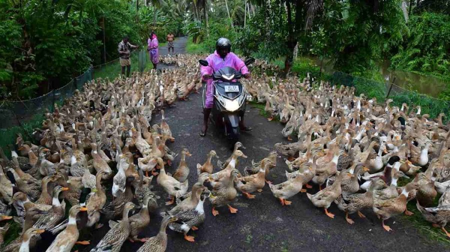 kuttanad-duck