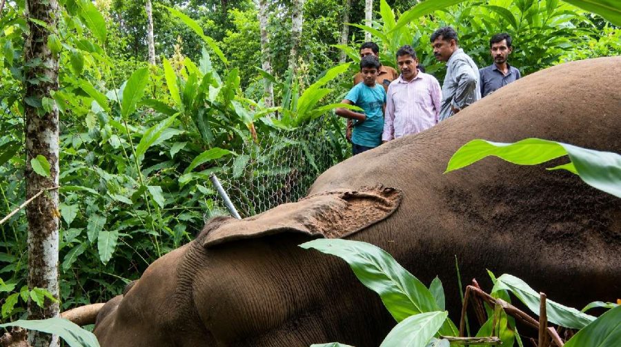 konni-elephant-death-investigation