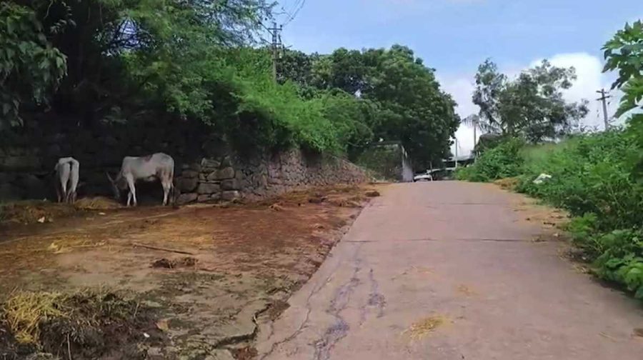 anchal-cattle-market-issues