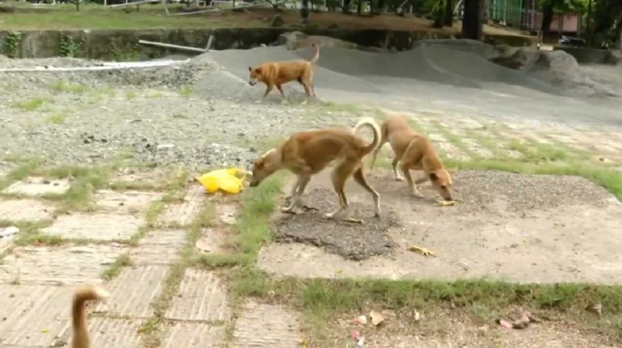 stray-dog-kollam