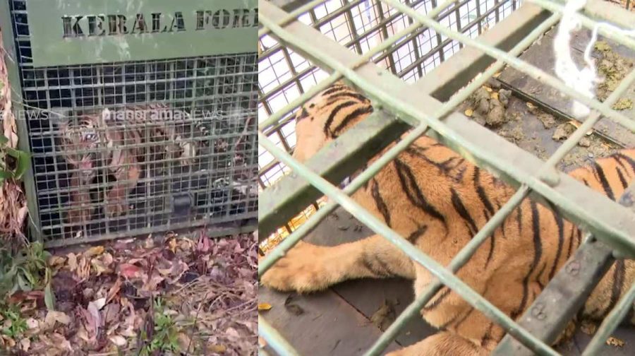 tiger-pathanamthitta