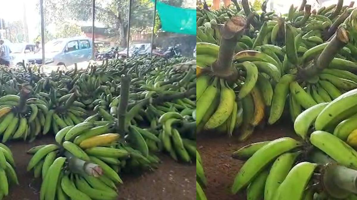 banana-farmers