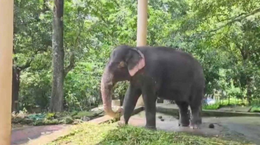 konni-elephant