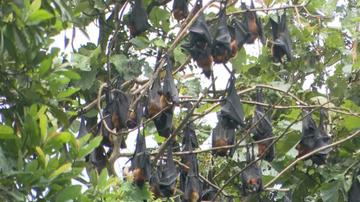 nipa-kadambanad