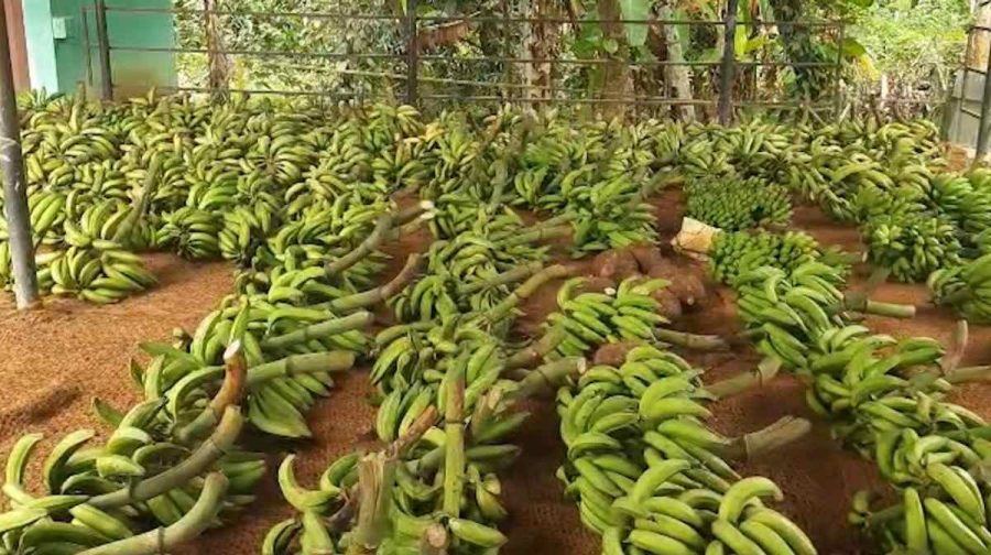 banana-farming