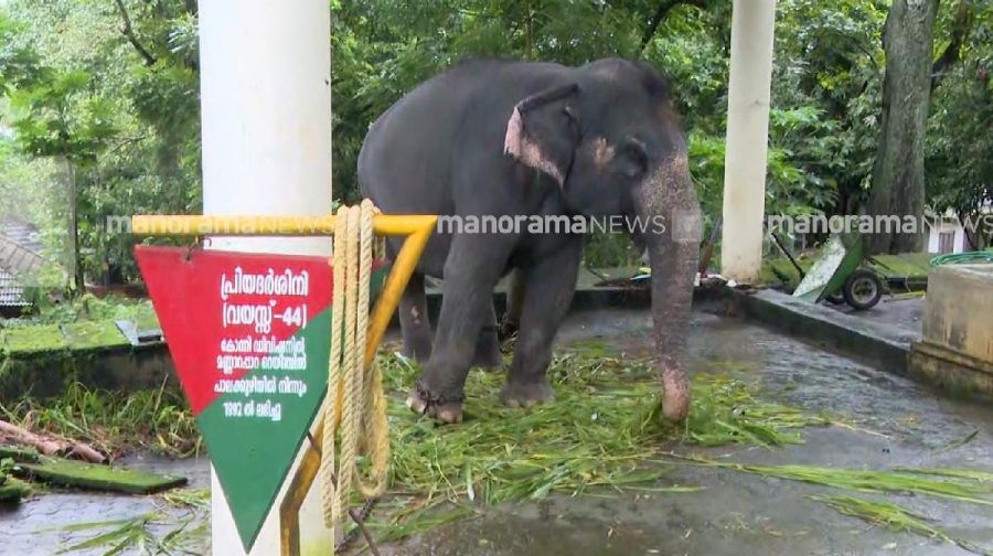 elephant-konni