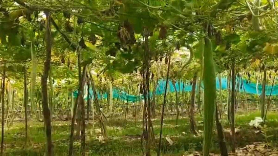 panthal-farming