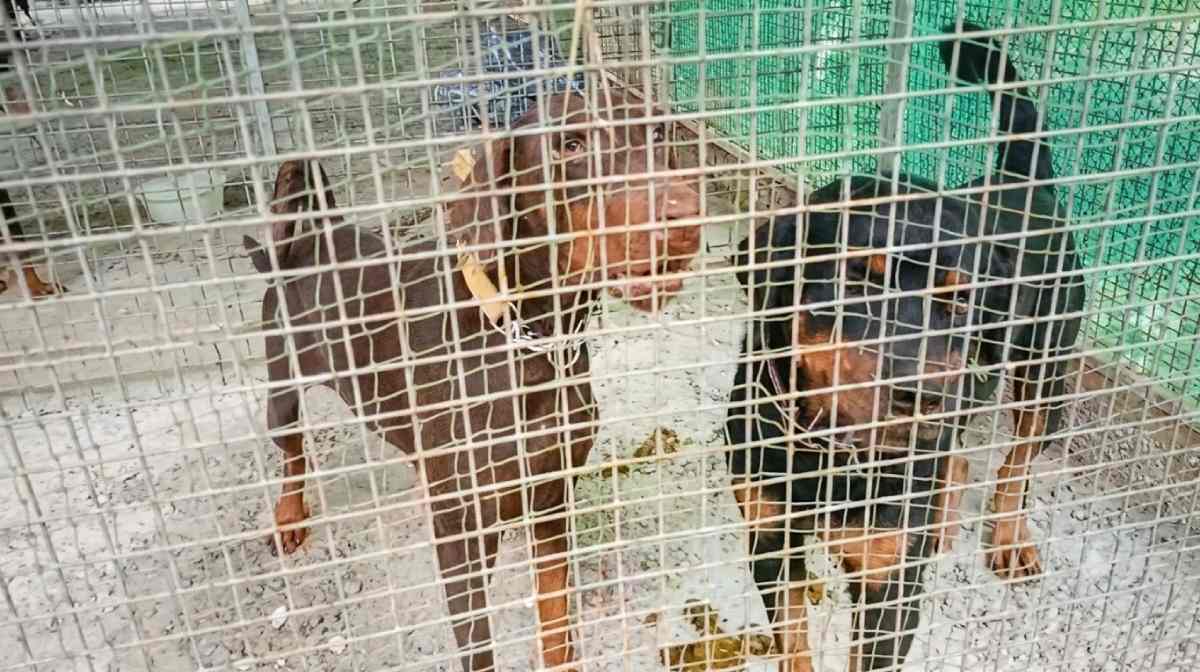 dog-shelter