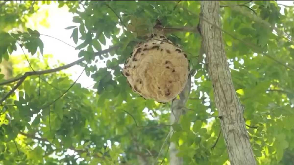 wasp
