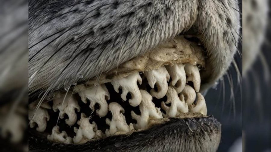 seal-teeth