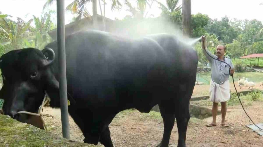 beeman-poth-kollam
