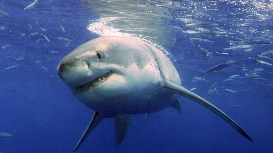 shark-jpeg