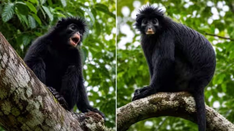 monkey-new