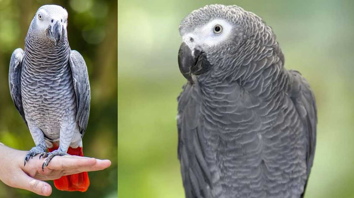 grey-parrot