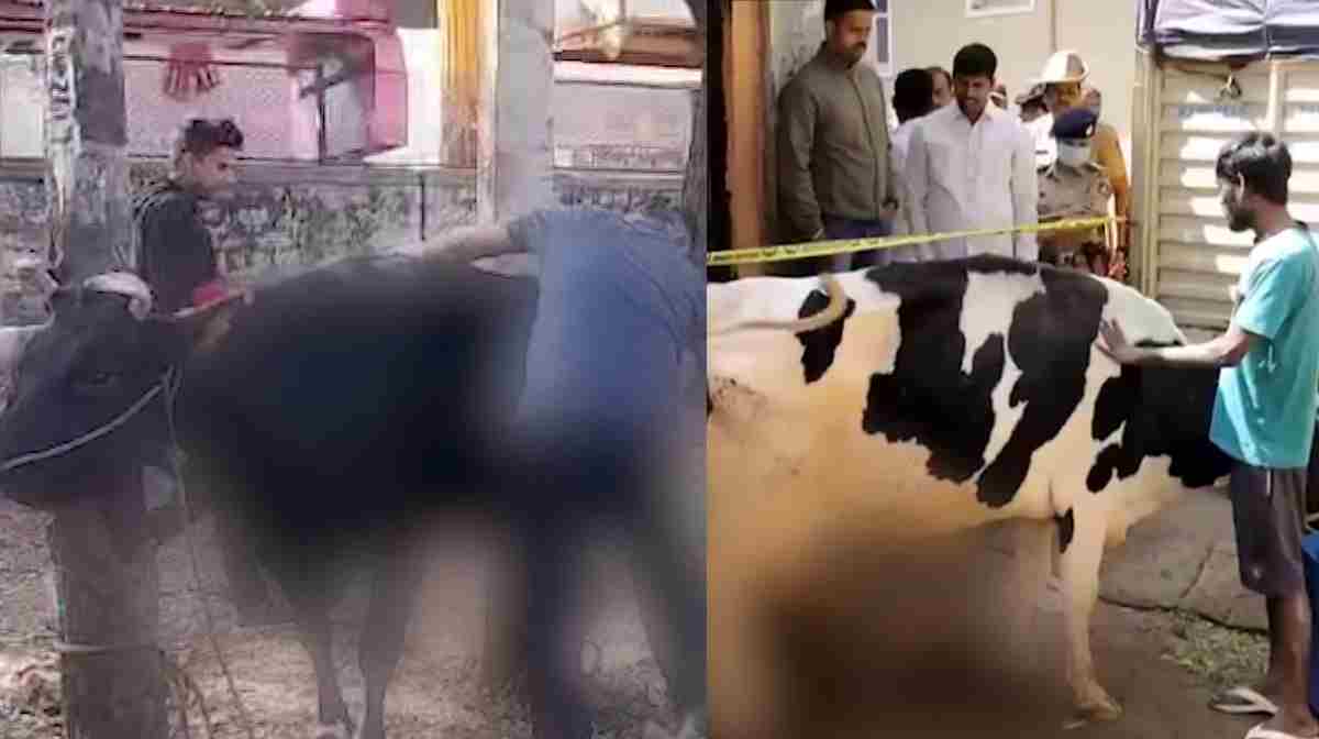 cow-attack-bengaluru