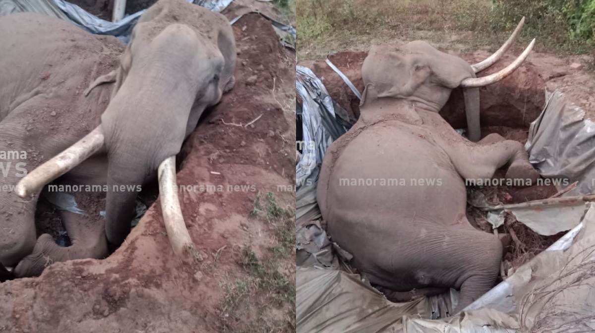 elephant-death