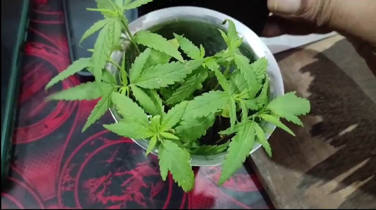 ganja-aroor