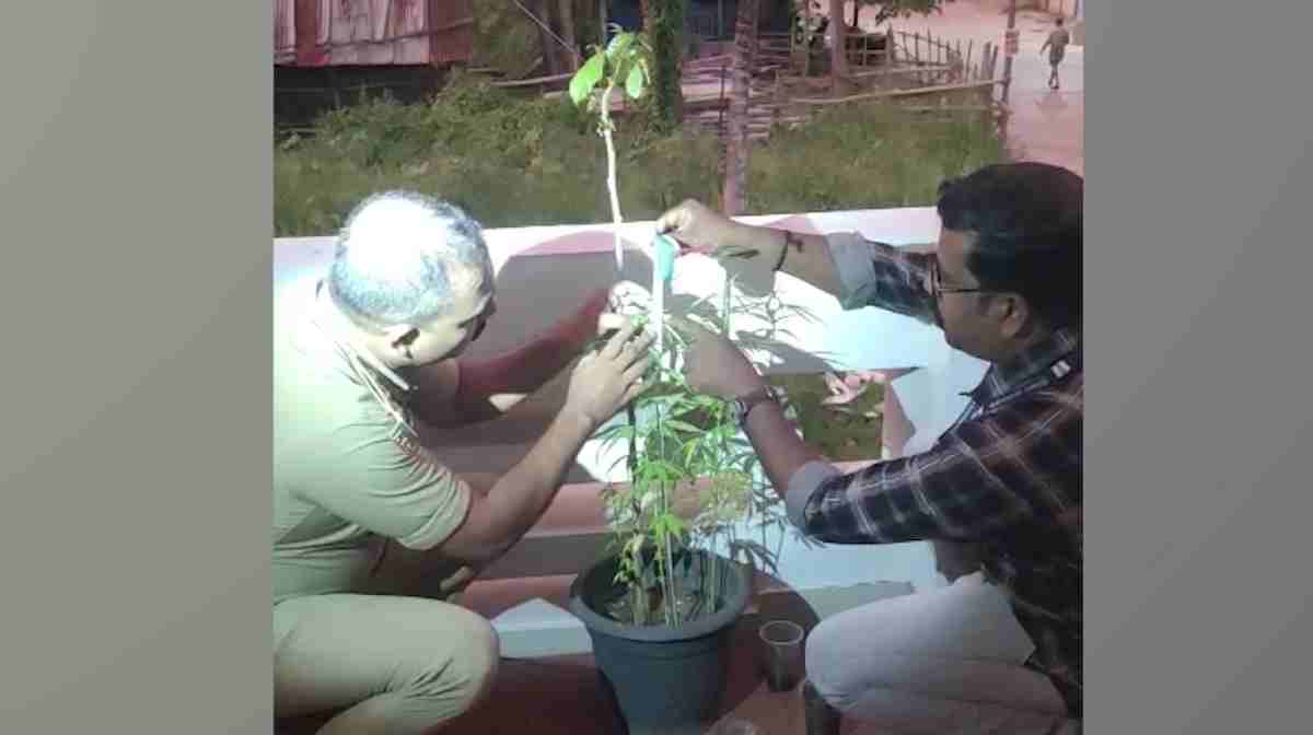 trivandrum-terrace-ganja