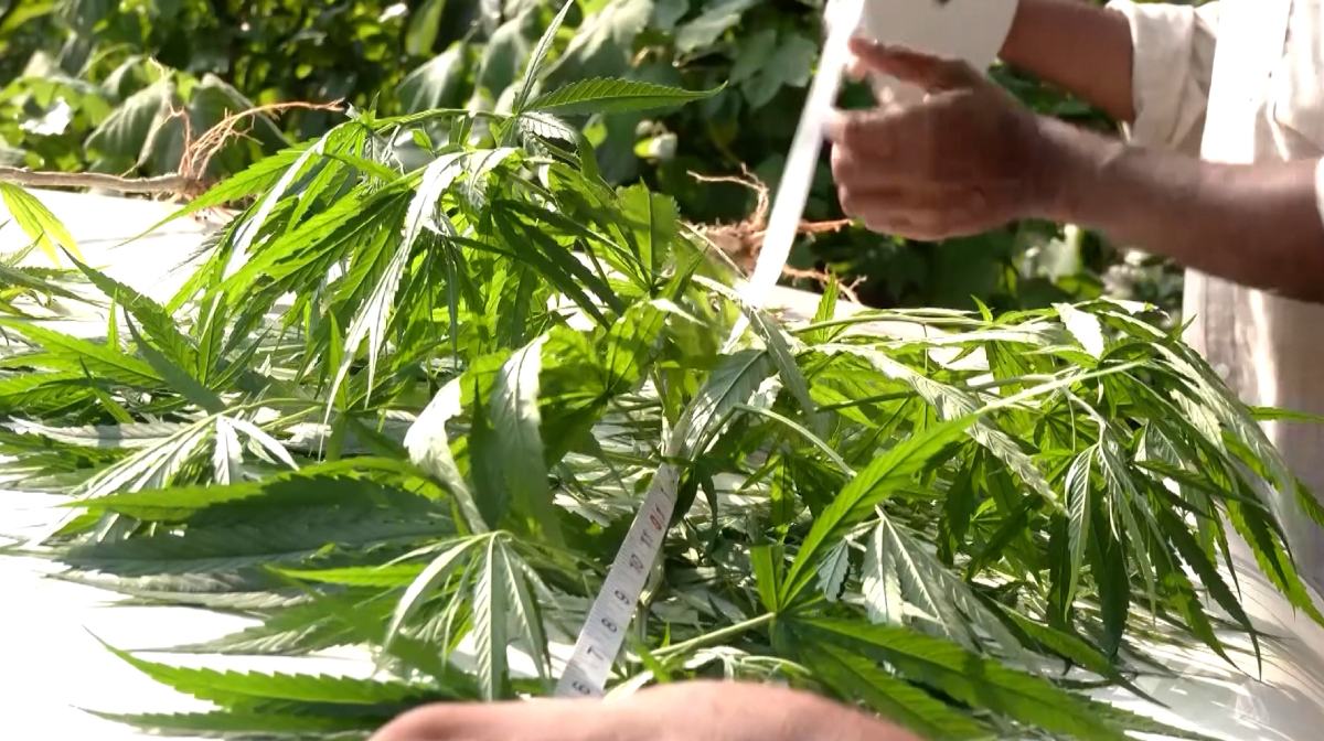 cannabis-plants-found-roadside-kozhikode-kerala