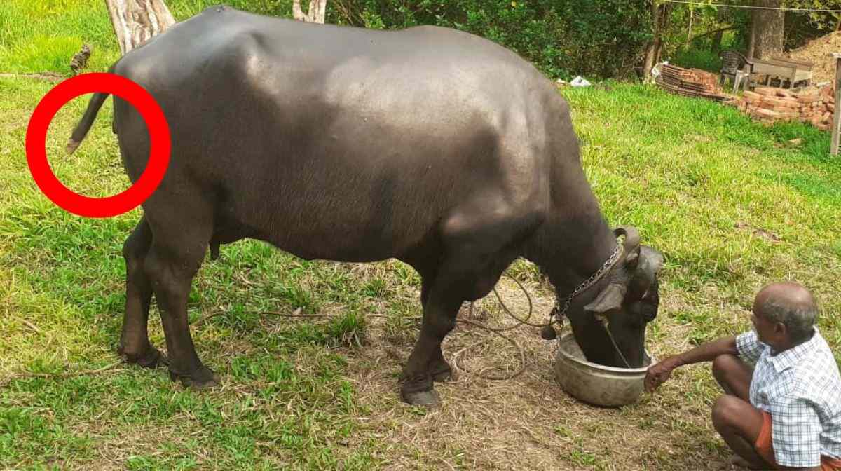 unknown-group-attacks-buffalo