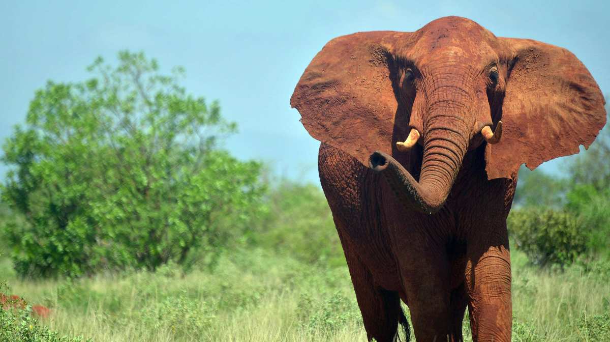 (FILES) This file photo taken on March 16, 2016 shows an elephant is pictured at the Tsavo east national park approximately 337 kilometres southeast from the capital Nairobi. 
More than 12,000 elephants live in Tsavo Park: threatened daily by poaching, but also more recently, by the construction of new 483 kilometre (300 mile) high-speed railway linking Kenya's coast with its highlands. The new train route linking Kenya's capital Nairobi to the main port Mombasa is worrying conservationists, who fear the new infrastructure slicing through the giant Tsavo national park will affect the movement of elephants.
 / AFP PHOTO / TONY KARUMBA