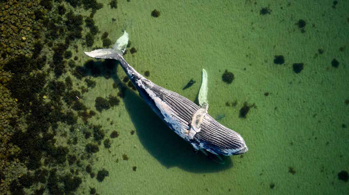 whale-denmark