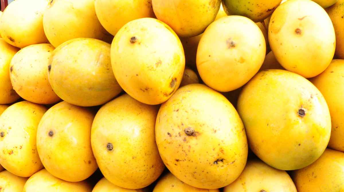 indian-mango