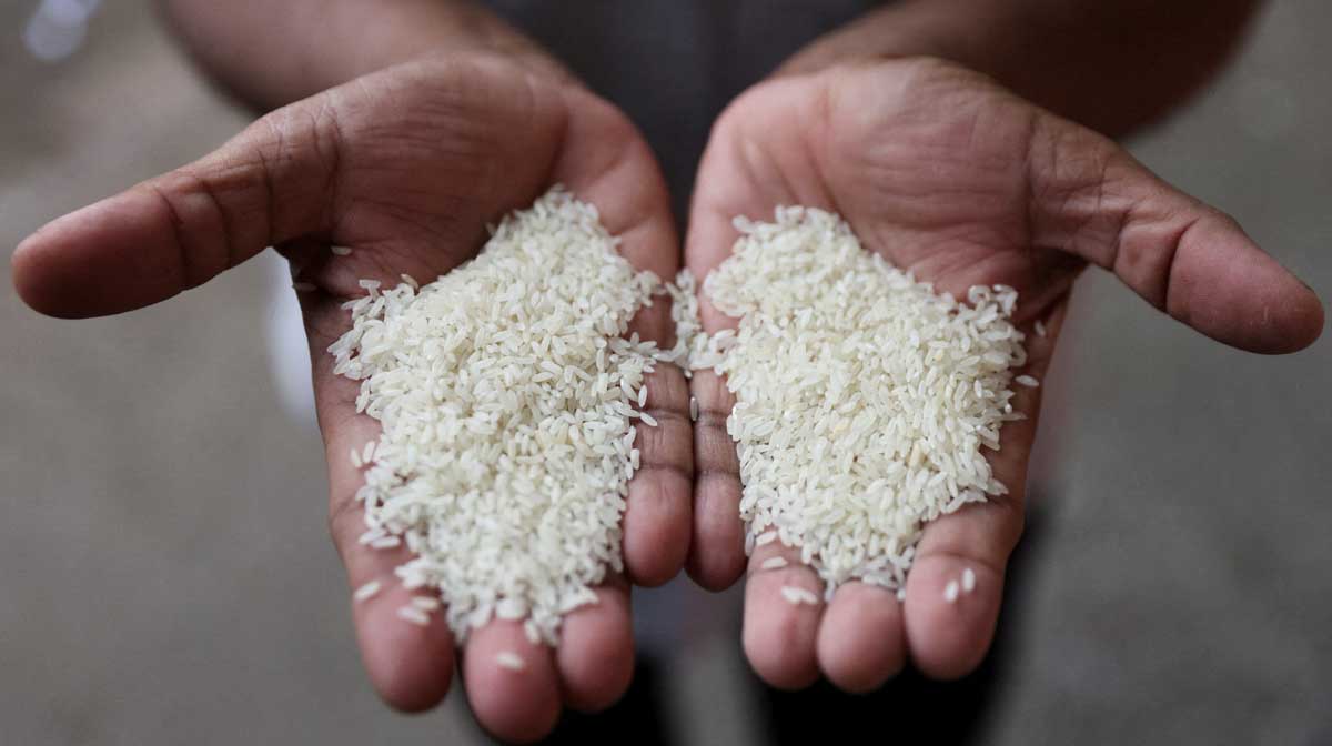 rice