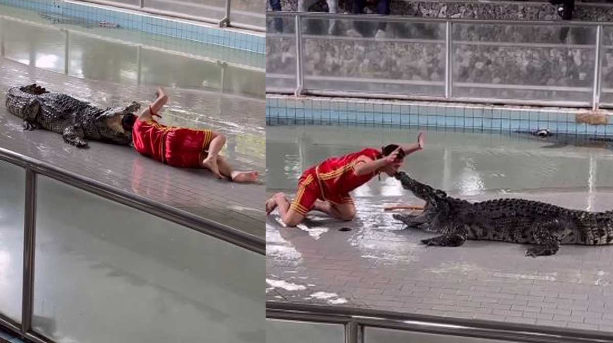 crocodile