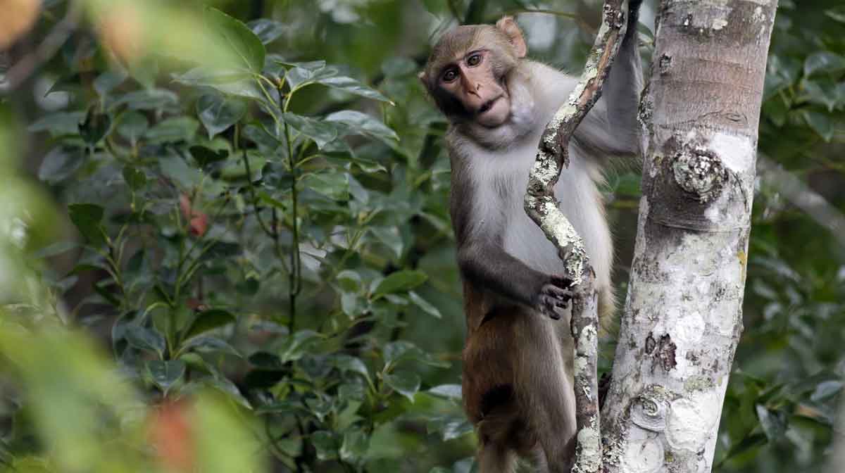 monkeys-escaped file image: AP