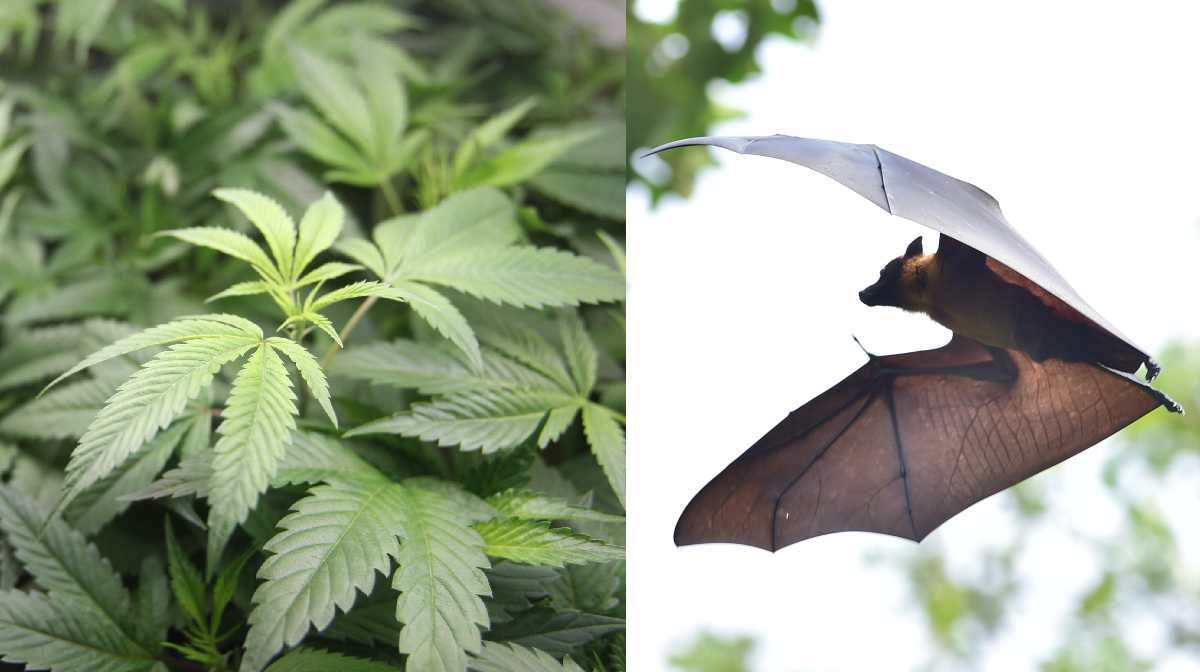ganja-bat