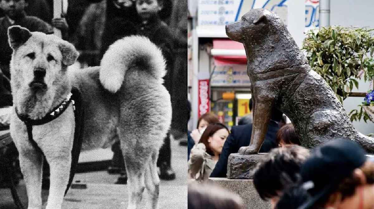 hachiko-dog