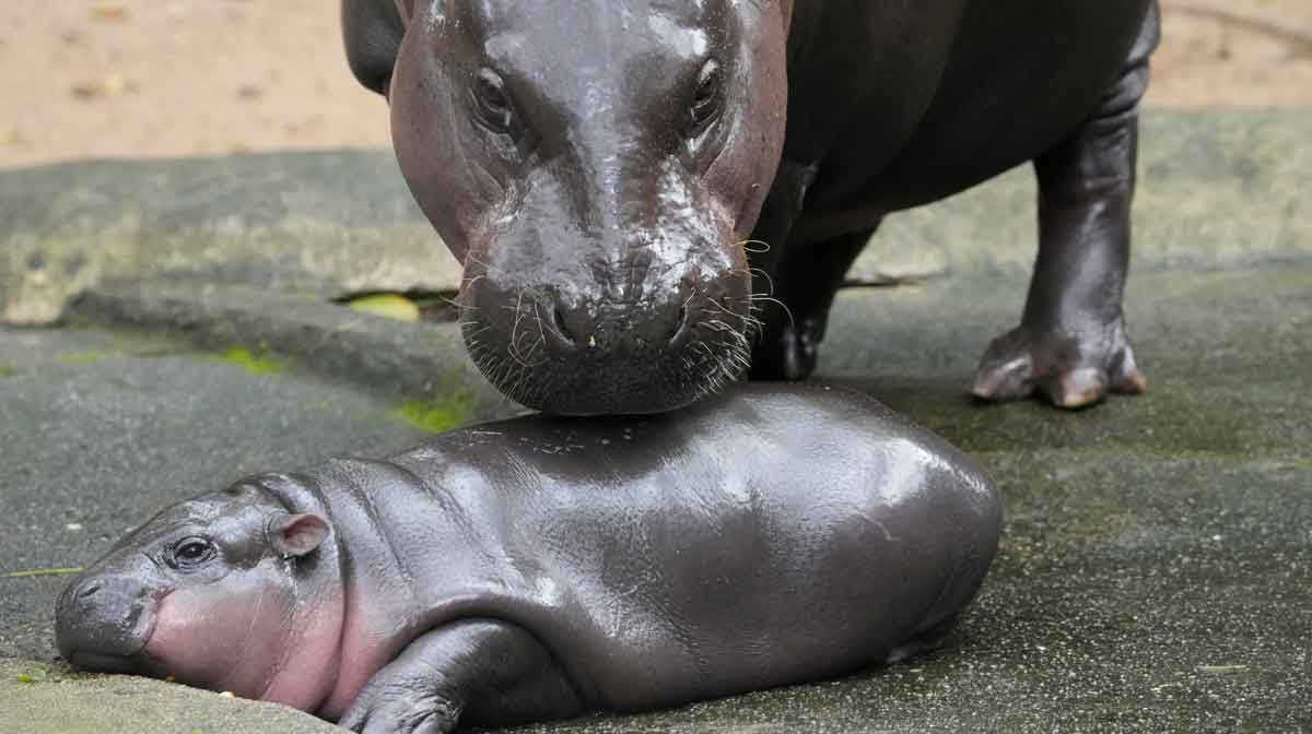 മൂ ഡെങും അമ്മ ഹിപ്പോയും (Image: AP)